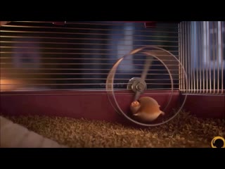 hamster wheel